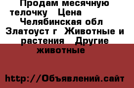 Продам месячную телочку › Цена ­ 10 000 - Челябинская обл., Златоуст г. Животные и растения » Другие животные   